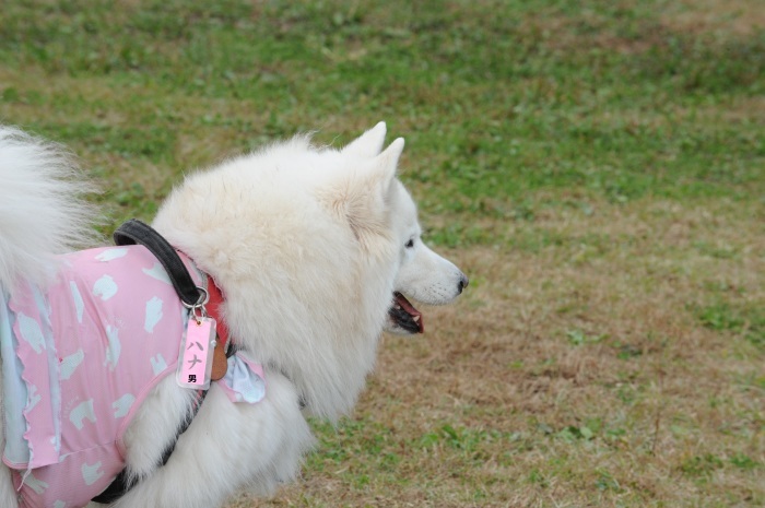 第12回 中部サモエドオフ会 2_a0049296_18444096.jpg