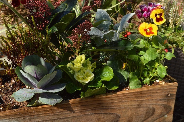 2017年 秋のお手入れ、植え替えに_a0233896_12471747.jpg