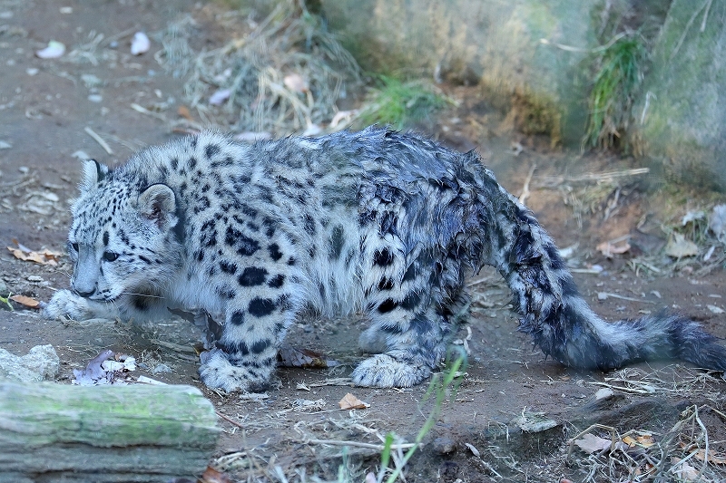 生まれて6ヶ月目になりました。僕はユキヒョウの赤ちゃん「フク