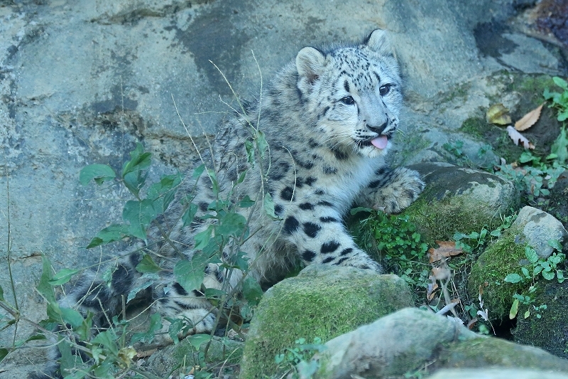 生まれて6ヶ月目になりました。僕はユキヒョウの赤ちゃん「フク