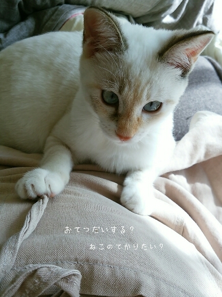 軽トラ市とOLDRIVER休業期間のお知らせ_f0255704_00273079.jpg