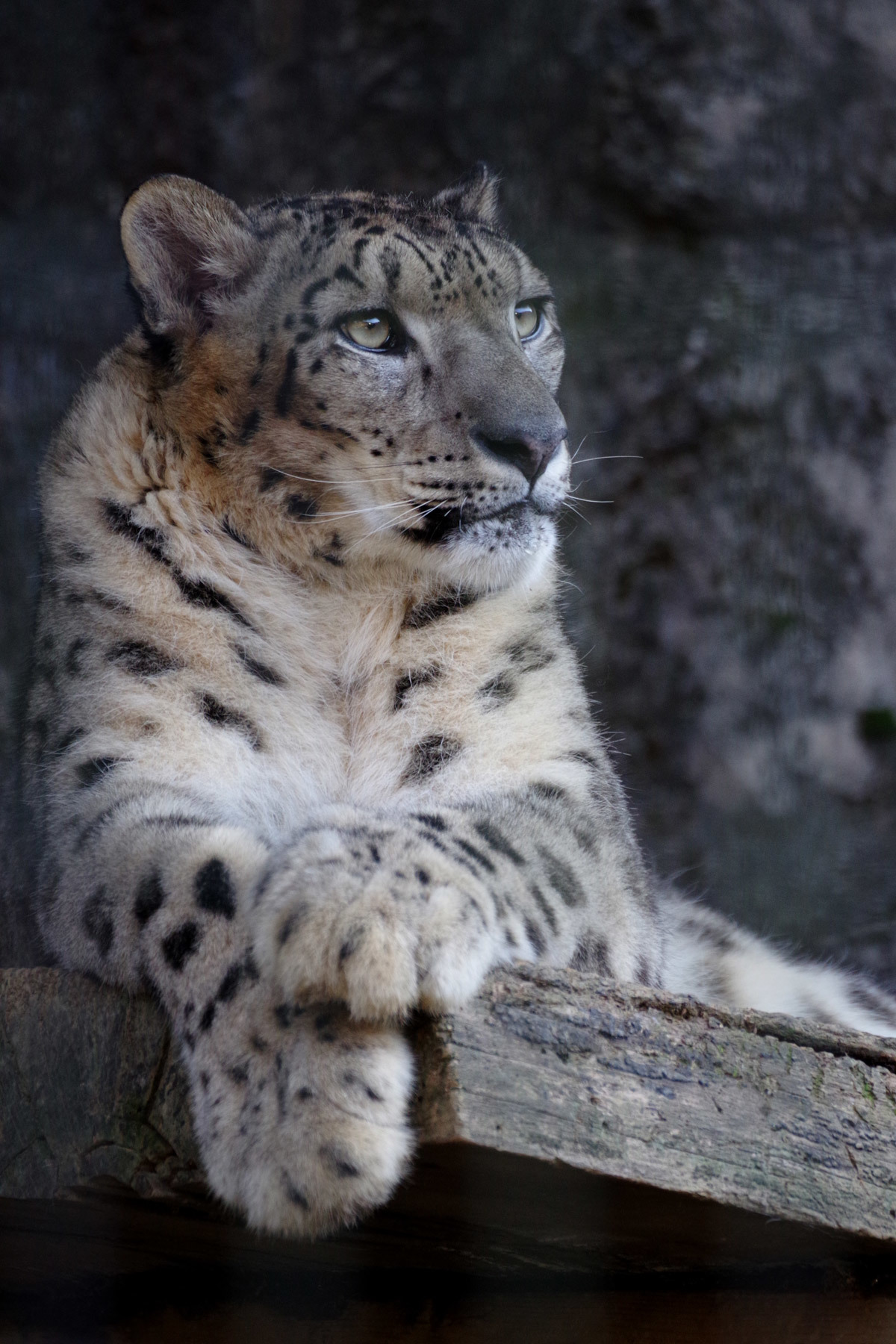 動物園写真 晴れときどき雪豹