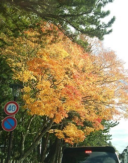 高野山と龍神温泉(中平)_f0354314_08283476.jpg