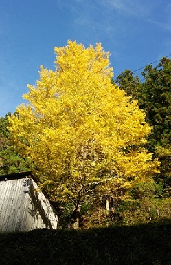 高野山と龍神温泉(中平)_f0354314_08295657.jpg