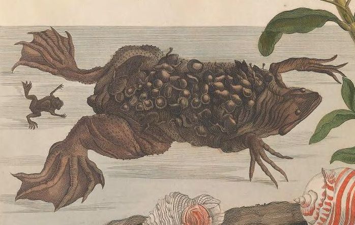 300年前の女性昆虫学者の作品がオープンアクセスに_c0025115_22575902.jpg