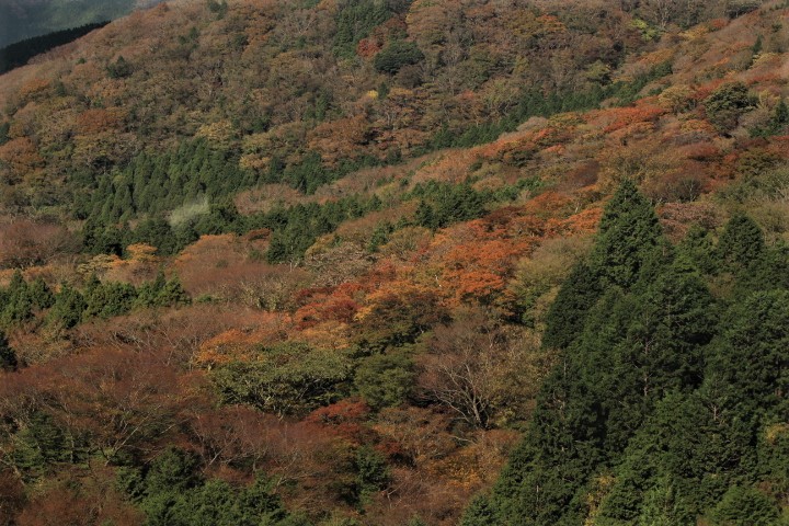 紅葉の箱根ゴールデン周遊☆彡_f0354923_23283341.jpg