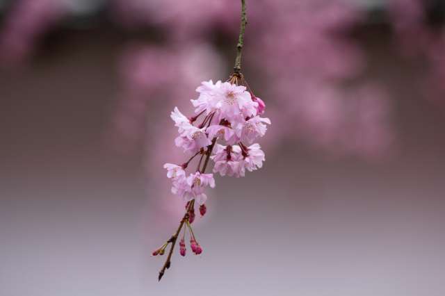 醍醐寺の桜（２０１３年４月）_f0387424_07475054.jpg