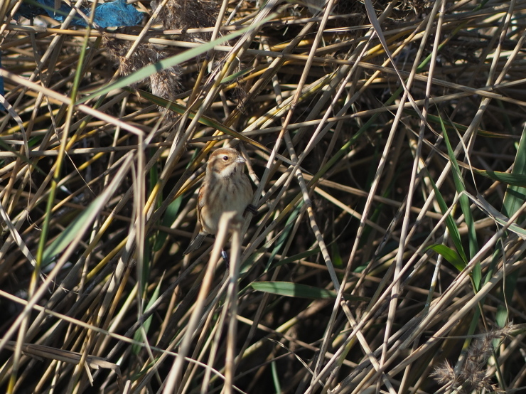 b0370328_21051750.jpg
