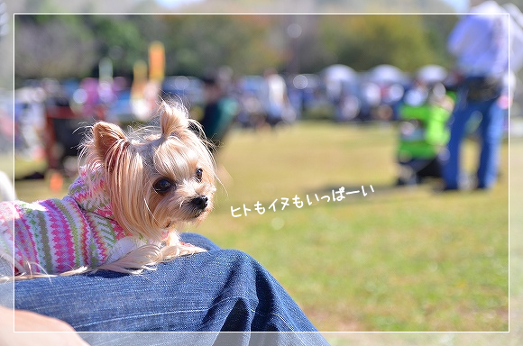 d0179828_21313915.png