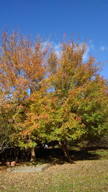 c0236632_15563479.jpg