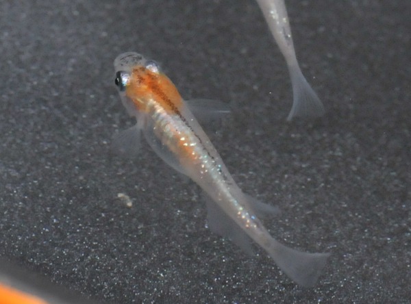 e0097534_1558289.jpg
