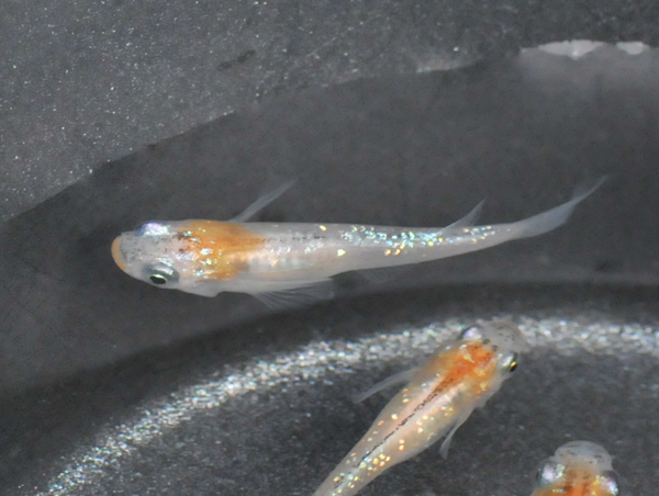 e0097534_15584437.jpg