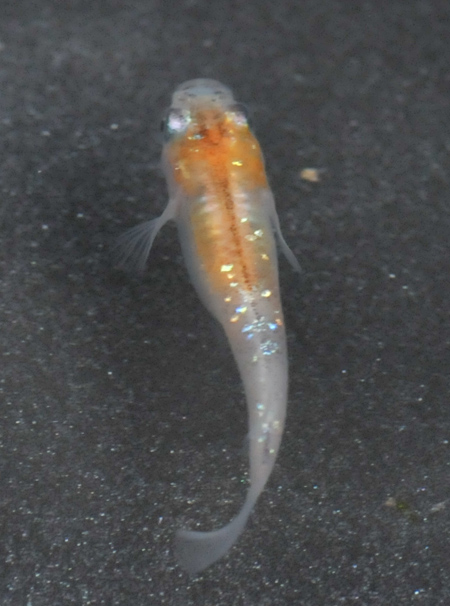 e0097534_15585813.jpg