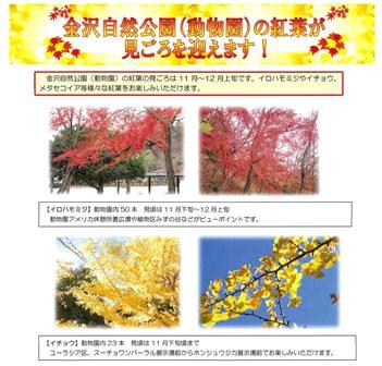 紅葉が見事な、金沢動物園（自然公園）のウォーキングはいかがですか_f0232136_13303796.jpg