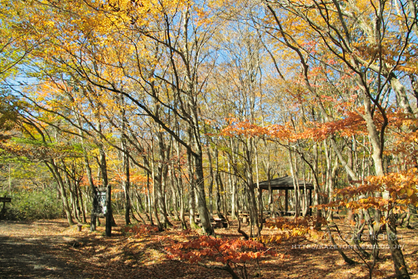 ブナのぬく森に包まれて①**in 岡山県立森林公園_b0197639_19322673.jpg