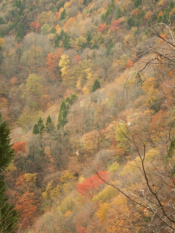 e0371039_16311034.gif