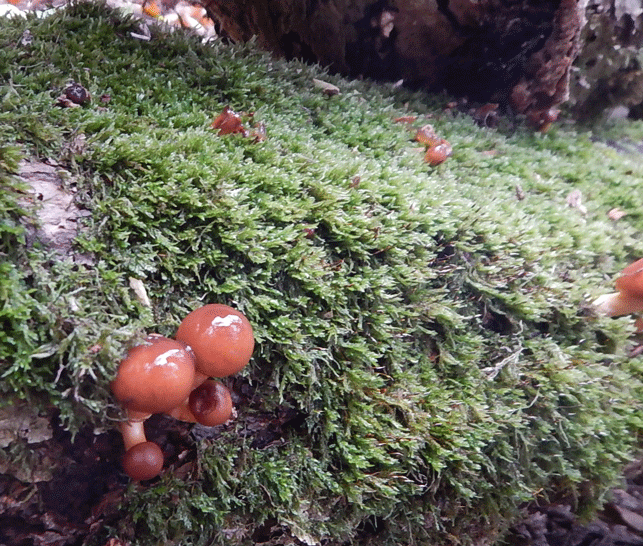 e0371039_16321044.gif