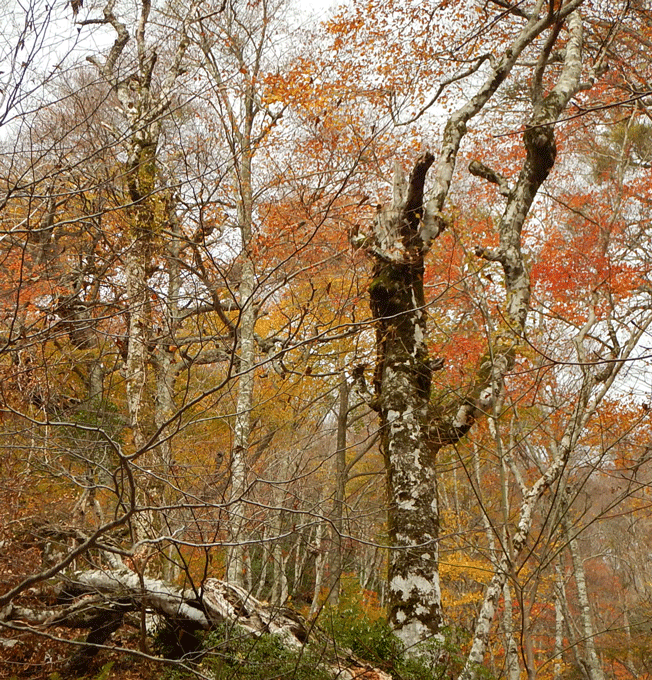 e0371039_1632140.gif