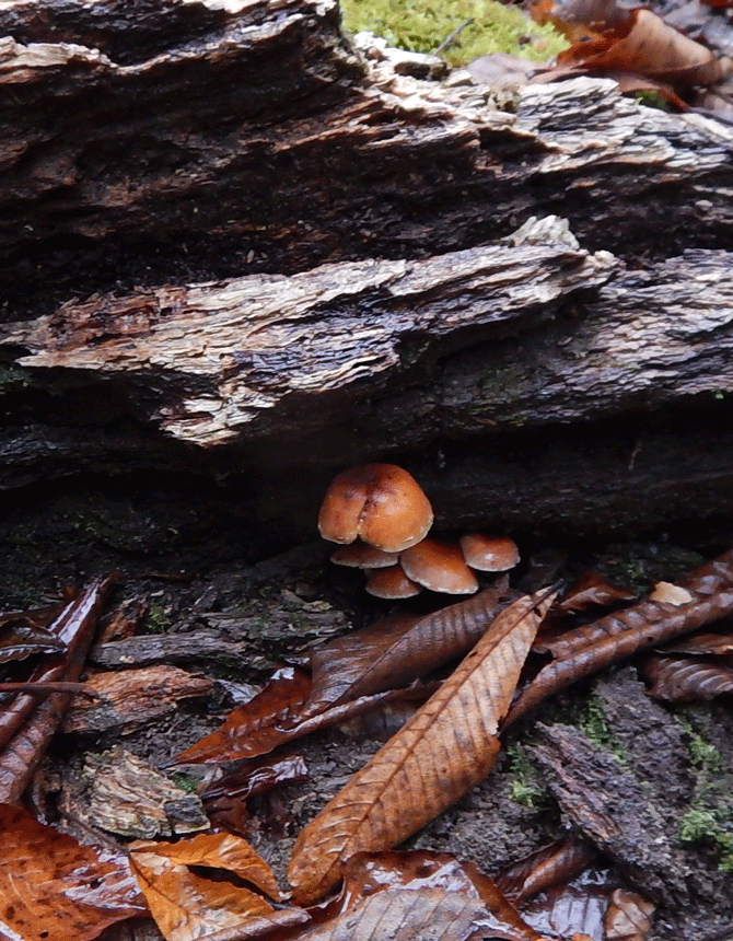 e0371039_16335118.gif