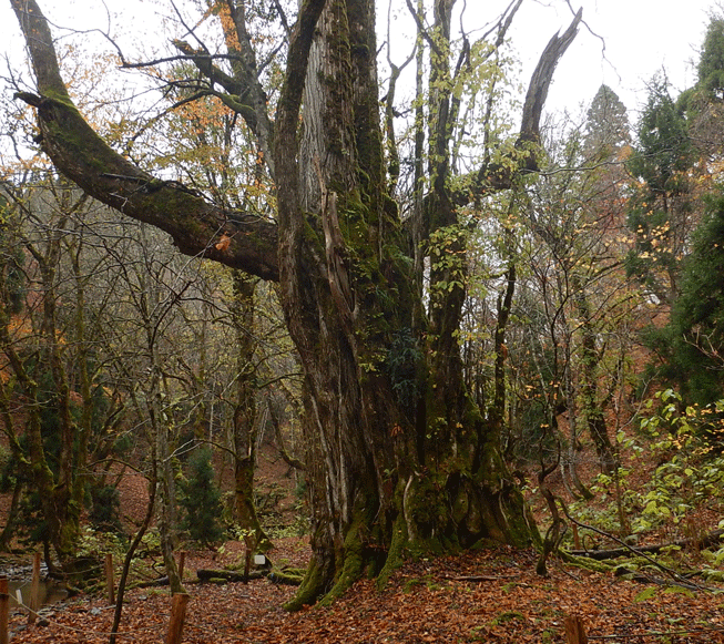 e0371039_16343075.gif