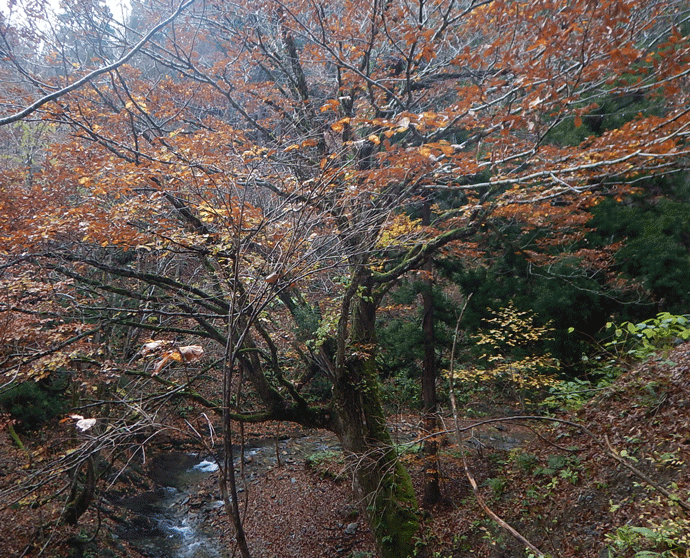 e0371039_16344119.gif