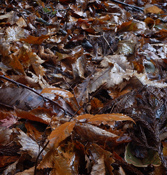e0371039_16351812.gif