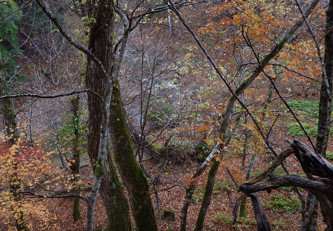e0371039_16352615.gif