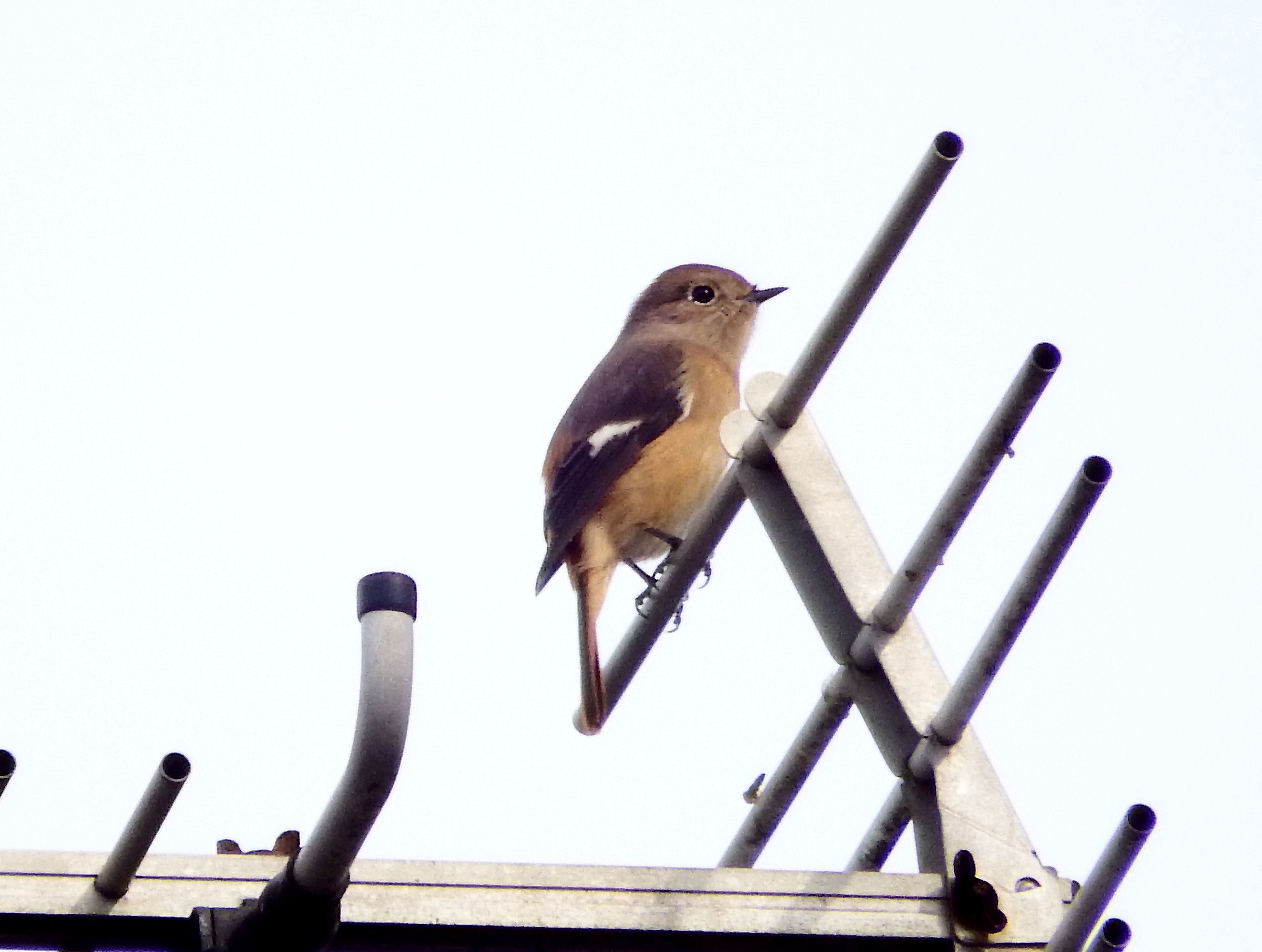 イソヒヨドリ・ホオジロ・ジョウビタキ・・・浅川（八王子）_d0354344_11492928.jpg