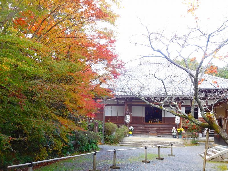 吉野大夫ゆかりの鷹峯「常照寺」20171115_e0237645_22505261.jpg