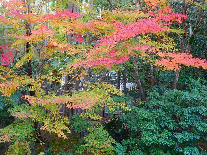吉野大夫ゆかりの鷹峯「常照寺」20171115_e0237645_22505295.jpg