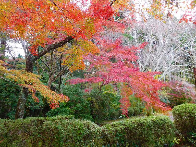 吉野大夫ゆかりの鷹峯「常照寺」20171115_e0237645_22505315.jpg