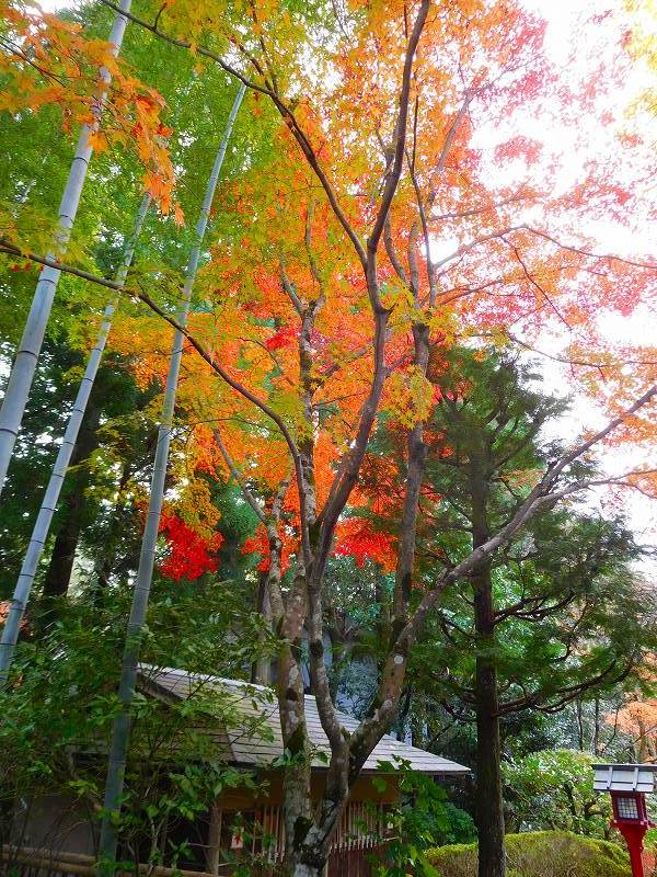 吉野大夫ゆかりの鷹峯「常照寺」20171115_e0237645_22505378.jpg