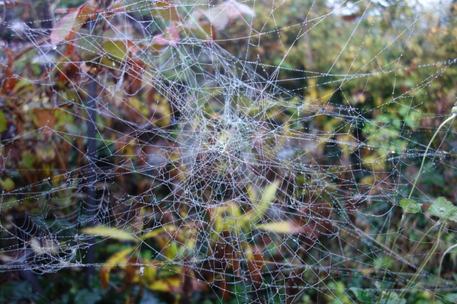 霧の朝_d0101846_07182994.jpeg