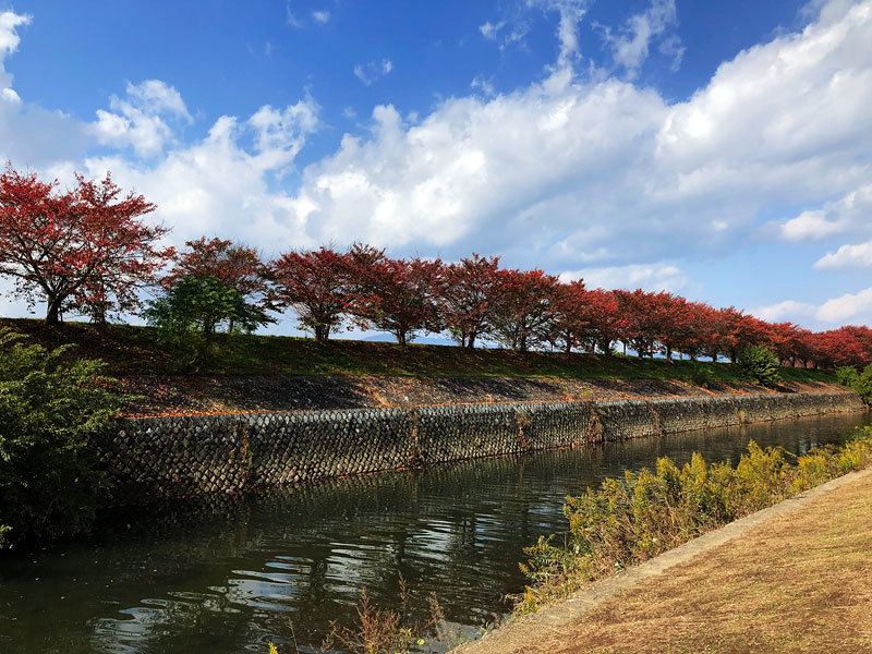 桜の紅葉_e0149648_23000069.jpg