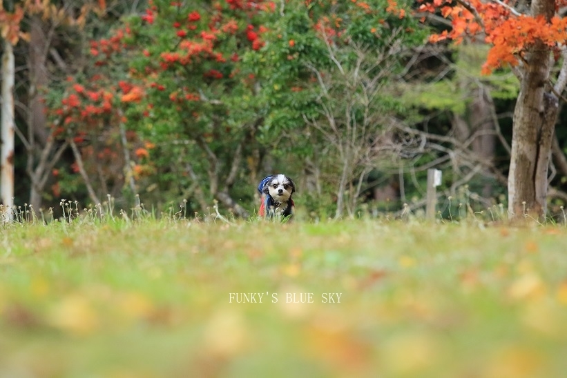 秋の ちょっとだけ飛行犬♪_c0145250_14295568.jpg