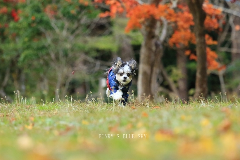 秋の ちょっとだけ飛行犬♪_c0145250_14300655.jpg