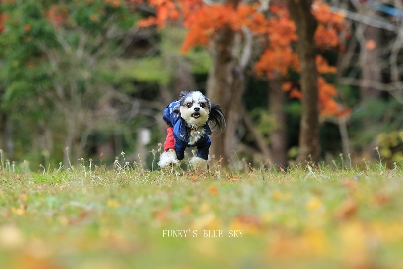 秋の ちょっとだけ飛行犬♪_c0145250_14300933.jpg