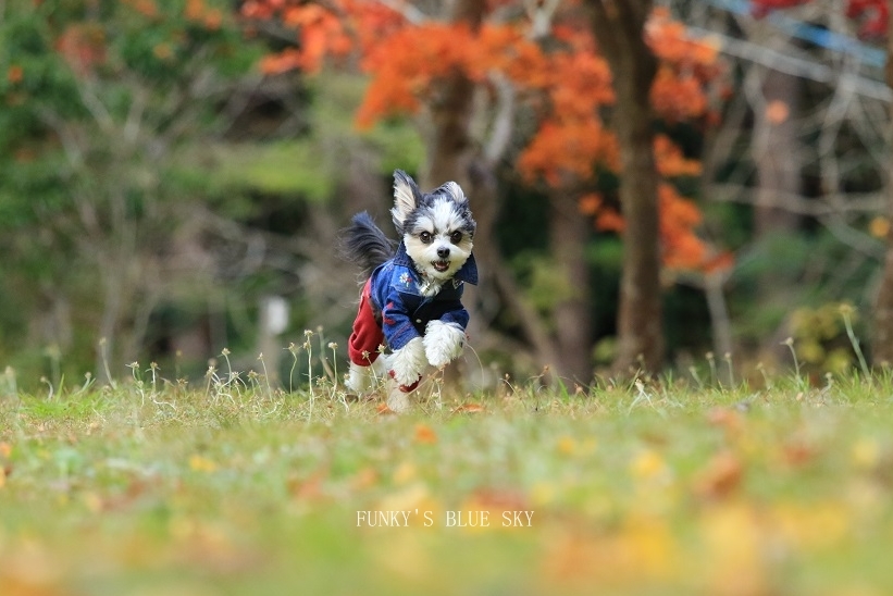 秋の ちょっとだけ飛行犬♪_c0145250_14301284.jpg