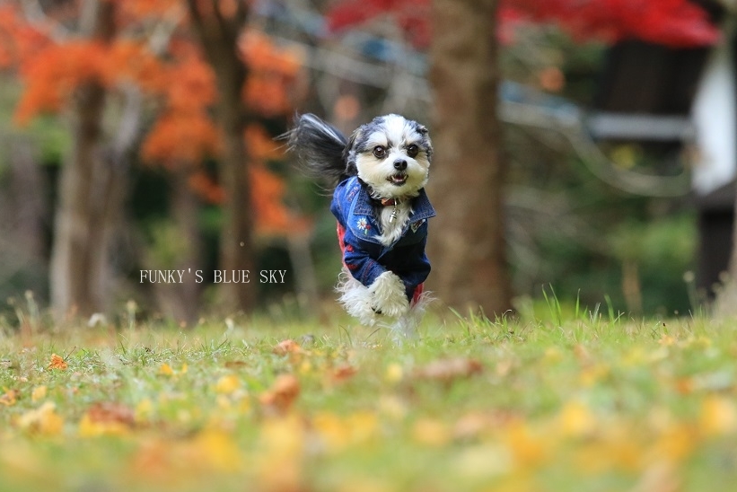 秋の ちょっとだけ飛行犬♪_c0145250_14301547.jpg