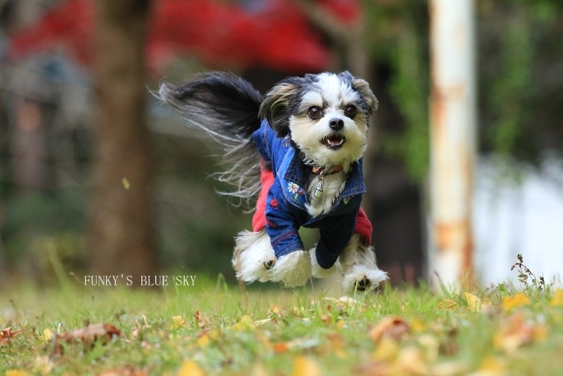 秋の ちょっとだけ飛行犬♪_c0145250_14303057.jpg