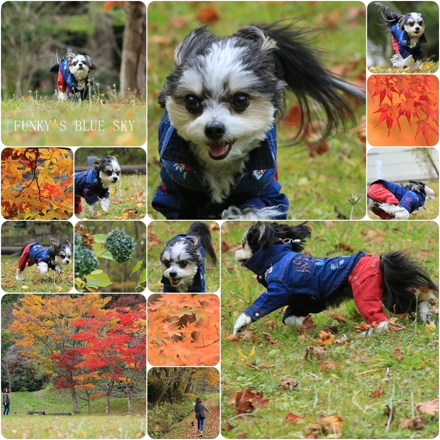 秋の ちょっとだけ飛行犬♪_c0145250_14310577.jpg