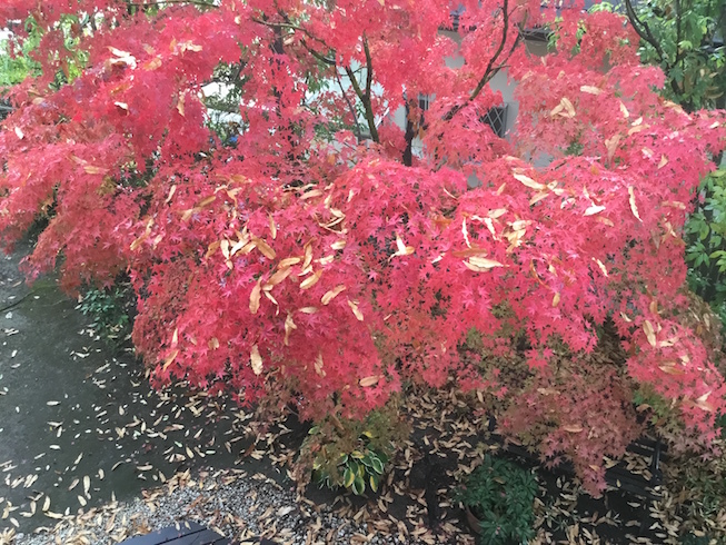 a0157651_07393055.jpeg