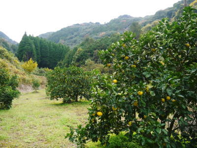 種なしかぼす 秋深まり、かぼすもすっかり色付きました!香り際立つ“ゴールド”種なしかぼす大好評販売中!_a0254656_16532188.jpg