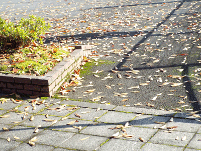 e0001558_11315368.gif