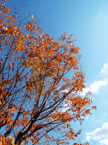 e0001558_11322128.gif