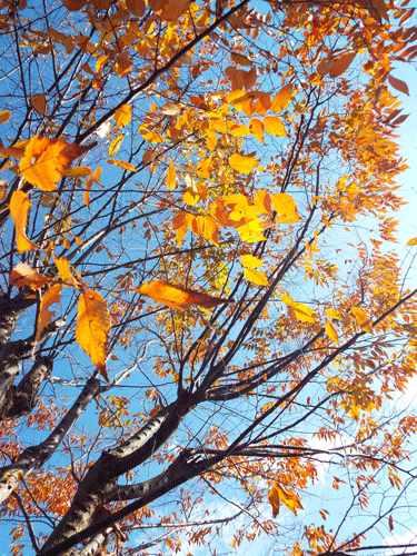 e0001558_11324273.gif