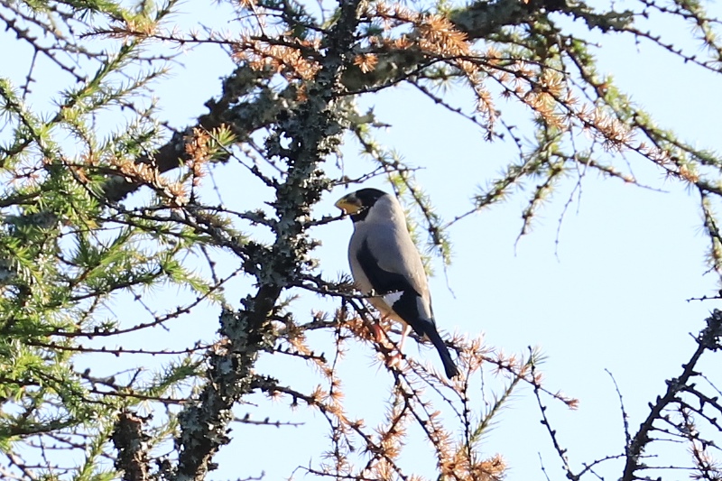 山麓の野鳥たち♪_a0167759_0101413.jpg