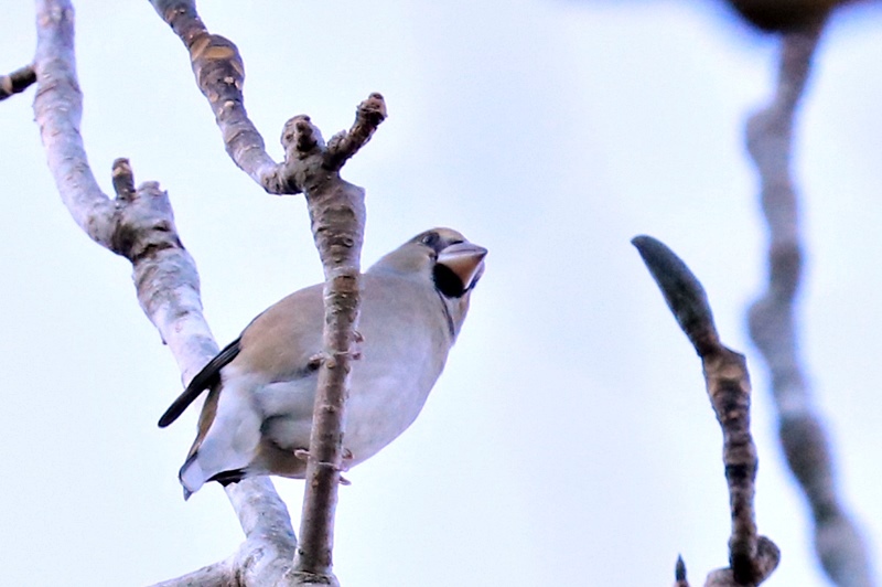 山麓の野鳥たち♪_a0167759_010391.jpg