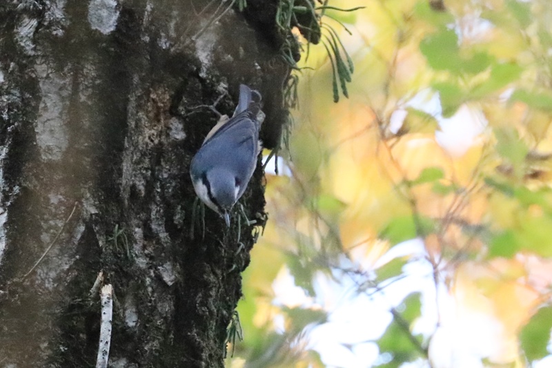 山麓の野鳥たち♪_a0167759_0113626.jpg