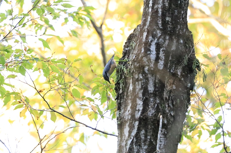 山麓の野鳥たち♪_a0167759_011749.jpg